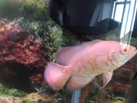 Albino Oscar