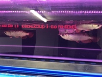 Super High Back Red Tail Golden Arowana Sale