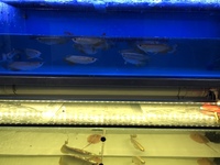 Super High Back Red Tail Golden Arowana Sale