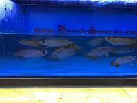 Super High Back Red Tail Golden Arowana Sale