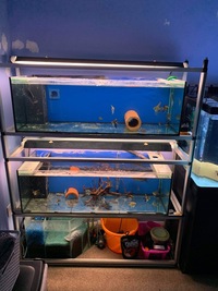 Fish tank set up