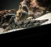 FOR SALE Ornate bichir, endlicheri bichir & 3x Red hooks