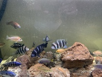 Zaire Mobo Frontosas, Tropheus, Sapphire Hap, Calvus Pearls and other high end Cichlids for Sale or Swap