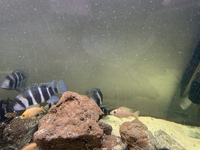 Zaire Mobo Frontosas, Tropheus, Sapphire Hap, Calvus Pearls and other high end Cichlids for Sale or Swap