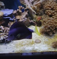 Large Purple Tang and Regal Tang