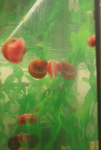 Red Rams Horn Aquarium Snails