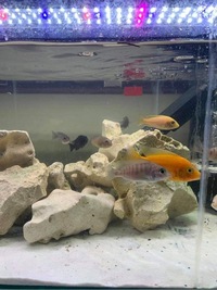 28 Malawi Cichlids