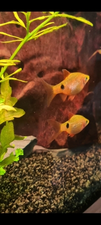 5x 3-4cm tiger barbs & 4x 3-4cm rosey barbs for sale