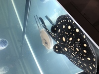 Stingrays + tank mates for sale