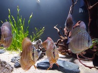 9 beautiful wild strain discus from Punchard Discus