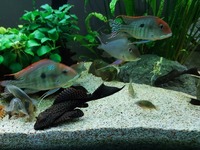 Trio of Geophagus Surinamensis and Red head Tapajos breeding group