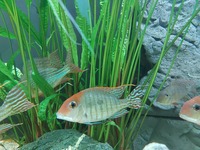 Trio of Geophagus Surinamensis and Red head Tapajos breeding group