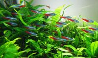 NEON TETRA & BLACK NEONS 10 FOR £10