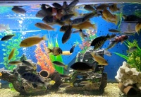 Malawi Cichlids For Sale - (bulk)