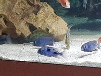 Malawi cichlids £8