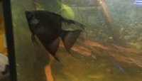 NOW SOLD-3 x 3 inch Angelfish(2 black,1gold)-£10 each or 3 for Ono £25 or make me an offer---in Leeds