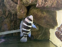 Malawi cichlids & Frontosa - SOLD