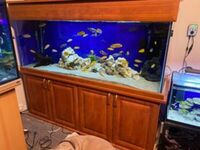 5ft aquarium on stand