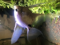 Platinum angelfish