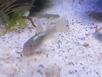 Corydoras