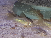 Corydoras