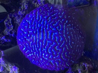 Marine corals