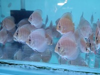 3 Inch Royal Red Turquoise Discus Fish