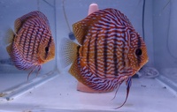 3 Inch Royal Red Turquoise Discus Fish