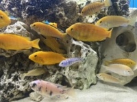 Yellow Labs Labidochromis caeruleus.