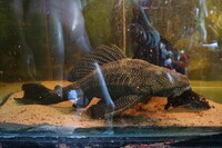 Free to GOOD Home Mature Pleco Needs Big Tank