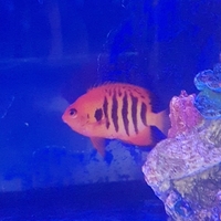 Flame Angel yellow stripe sweet lips, clown fish sale sold....