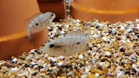 BLACK NASTY, HAITIENSIS CICHLIDS