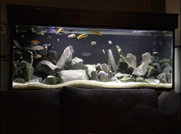 5x2x2 tank for sale - including Mbuna Malawi cichlids, light, FX6 filter etc