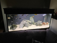 5x2x2 tank for sale - including Mbuna Malawi cichlids, light, FX6 filter etc