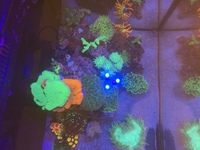 Coral frags collection Peterborough