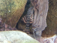 L002 tiger plec group