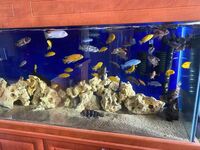 Various Malawi cichlids for sale