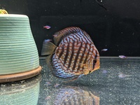 REDUCED Closing down Stendker Discus and Angel Tank