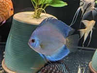 REDUCED Closing down Stendker Discus and Angel Tank