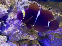 marine fish and tank clown trigger maroon clown zebra moray