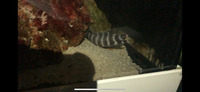 ZEBRA MORAY EEL