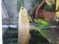 ASIAN AROWANA