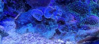 Various corals for sale