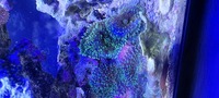 Various corals for sale