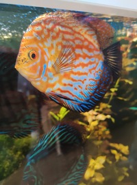 Discus