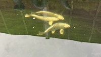 3 Koi Fish for Sale