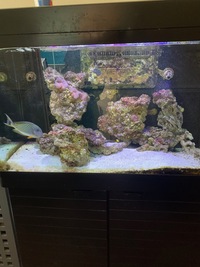 Red Sea Max 250 - £250