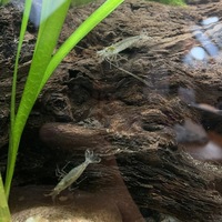 Approx 10 x Amano shrimp