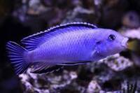 I have lots of breeding groups of pure bred stunning Malawi Cichlids for sale.