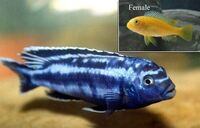 I have lots of breeding groups of pure bred stunning Malawi Cichlids for sale.